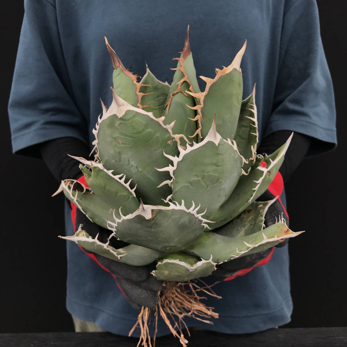 アガベ チタノタ 多肉植物 | Agave 厳選株 強刺 極上株 巨大甲蓋 titanota