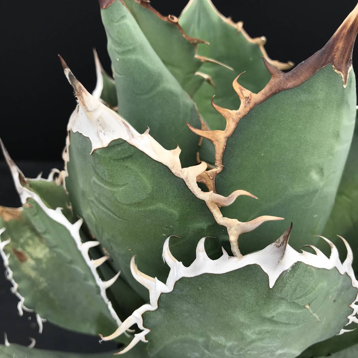 アガベ チタノタ 多肉植物 | Agave 厳選株 強刺 極上株 巨大甲蓋 titanota