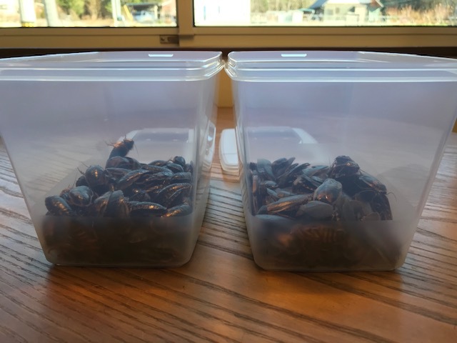 デュビア成虫２００匹 安心の自家繁殖 飼育ケース付き １００匹 １００匹 死着保障10 エサ 売買されたオークション情報 Yahooの商品情報をアーカイブ公開 オークファン Aucfan Com