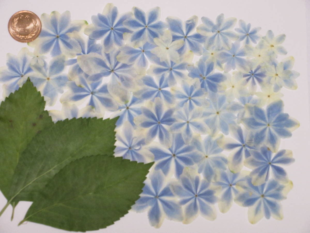 押し花素材 3914 紫陽花 押し花 売買されたオークション情報 Yahooの商品情報をアーカイブ公開 オークファン Aucfan Com