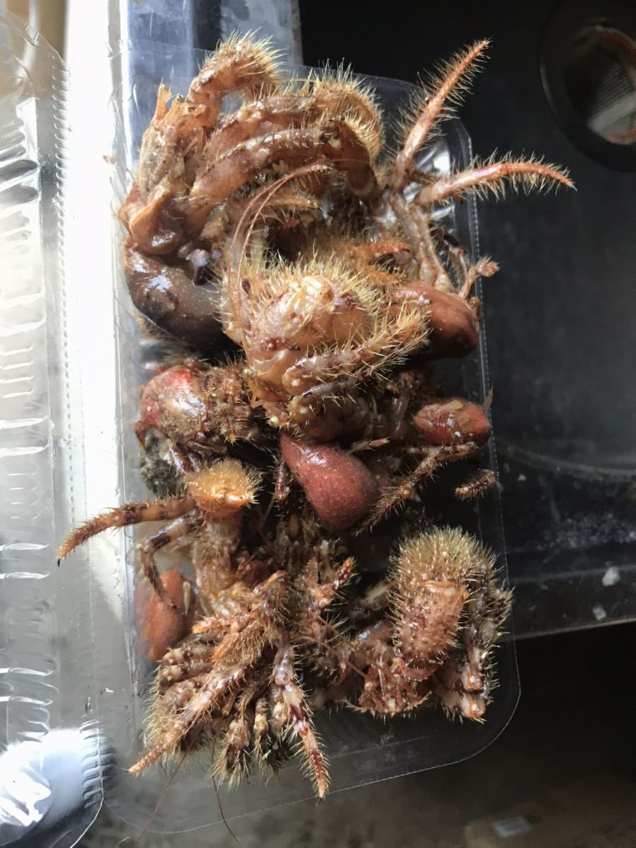 ヤドカリ冷凍 ｍサイズ 釣り餌 冷凍餌 売買されたオークション情報 Yahooの商品情報をアーカイブ公開 オークファン Aucfan Com