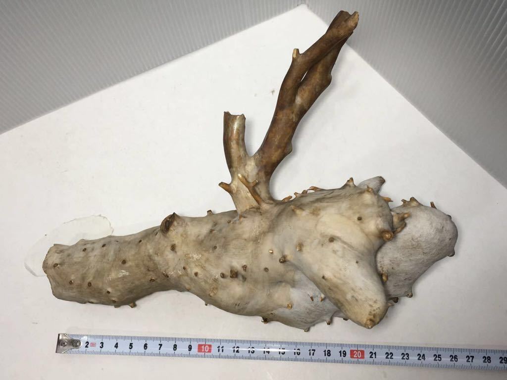 珊瑚 サンゴ 深海松 約1 6kg 検索 海松 原木 極太 枝 虹色 宝石 ブルーゴールド レインボーコーラル 面白い形 置物 彫刻 根付 素材 東洋彫刻 売買されたオークション情報 Yahooの商品情報をアーカイブ公開 オークファン Aucfan Com