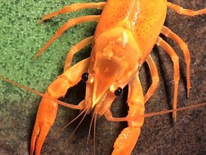 21年07月 ヤフオク のその他の相場 価格を見る ヤフオク のオークションのその他売買情報は1 530件が掲載されています