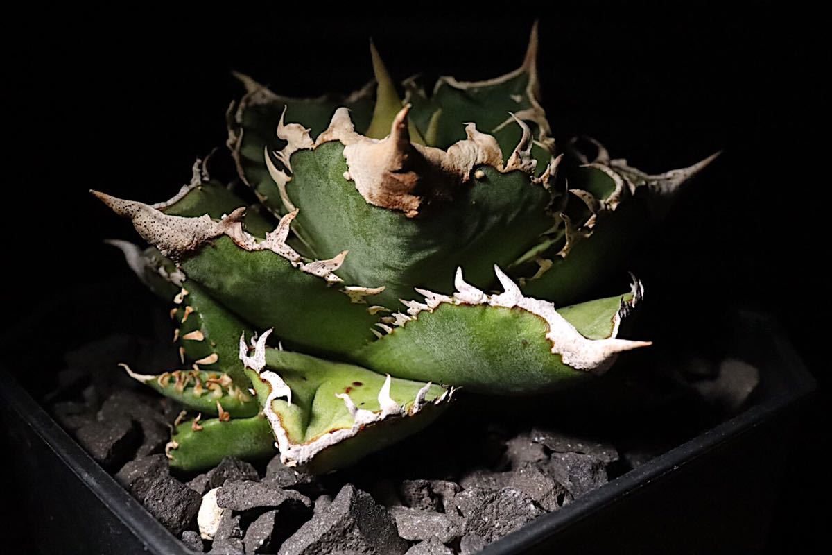 agave titanota CJ plants株 子株 【公式通販】