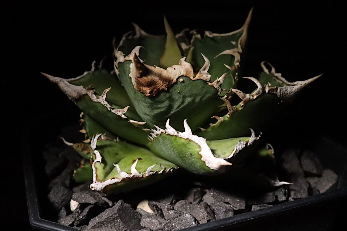 agave titanota CJ plants株 子株 - Yahoo!オークション - アガベ
