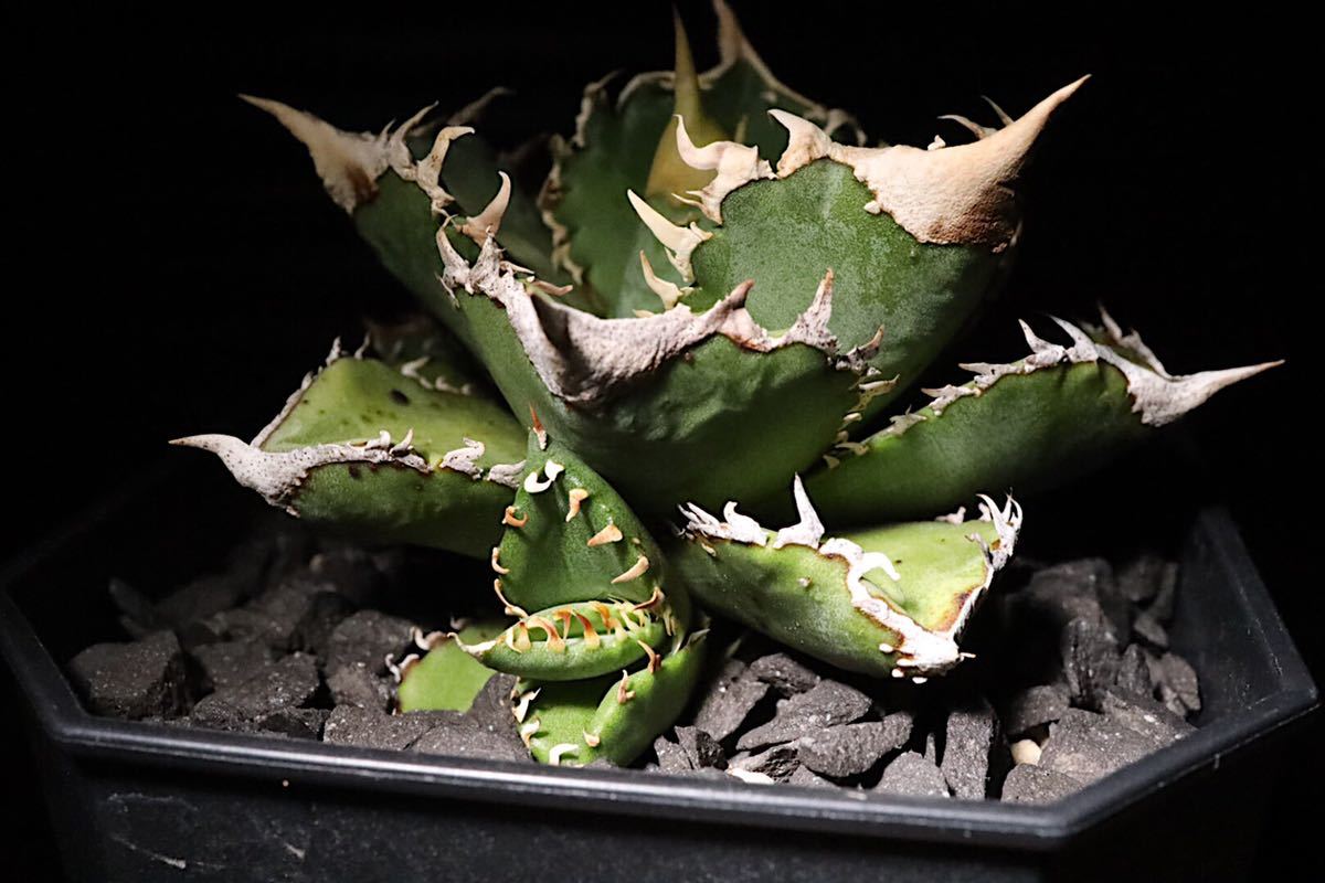agave titanota CJ plants株 子株 - Yahoo!オークション - アガベ