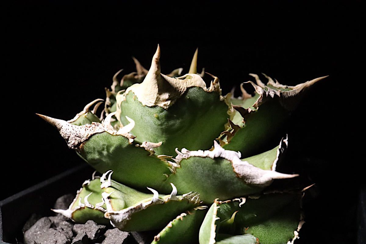 agave titanota CJ plants株 子株 - Yahoo!オークション - アガベ