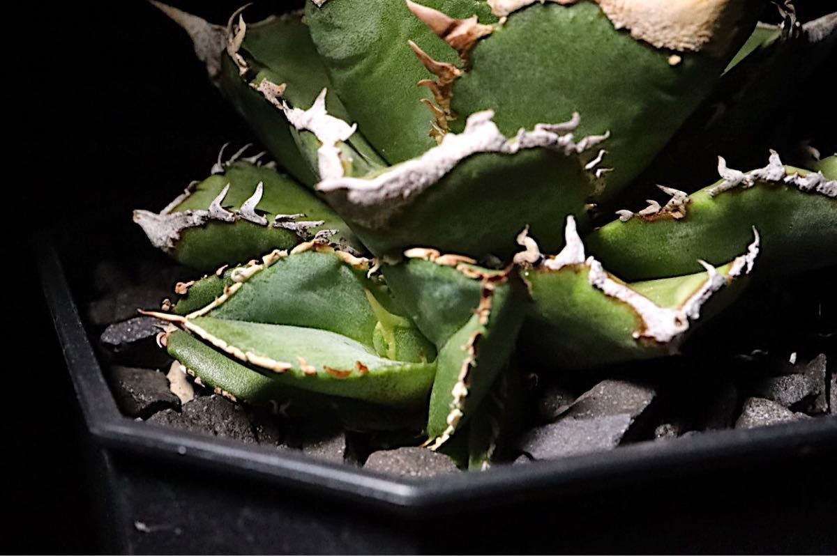 agave titanota CJ plants株 子株 - Yahoo!オークション - アガベ