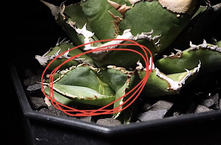 agave titanota CJ plants株 子株 - Yahoo!オークション - アガベ