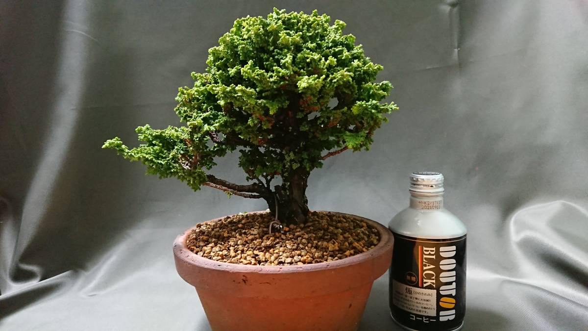 お値打ち※ 特別 格安 石化檜盆栽三幹 檜 黒松 真柏 BONSAI
