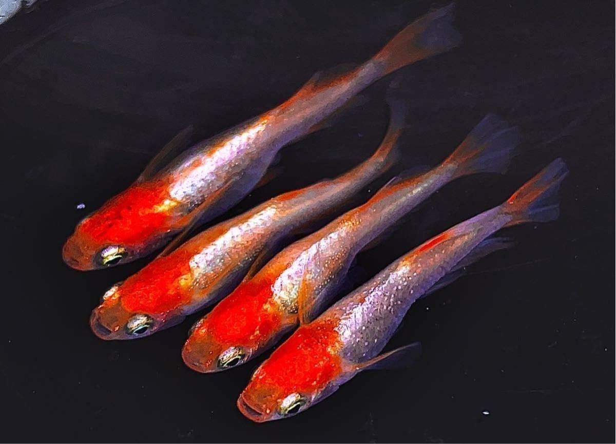 極上プラチナ牡丹 銀メタ牡丹 有精卵50個 Aかなり多め 屋外無加温飼育 めだか 銀帯 紅白 めだか 売買されたオークション情報 Yahooの商品情報をアーカイブ公開 オークファン Aucfan Com