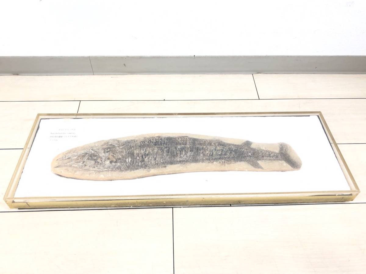 大人気，品質保証 7/070 【中古品】アスピドリンクス 化石 標本 魚の 