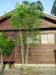 トネリコ シマトネリコのヤフオク の相場 価格を見る ヤフオク のトネリコ シマトネリコのオークション売買情報は98件が掲載されています