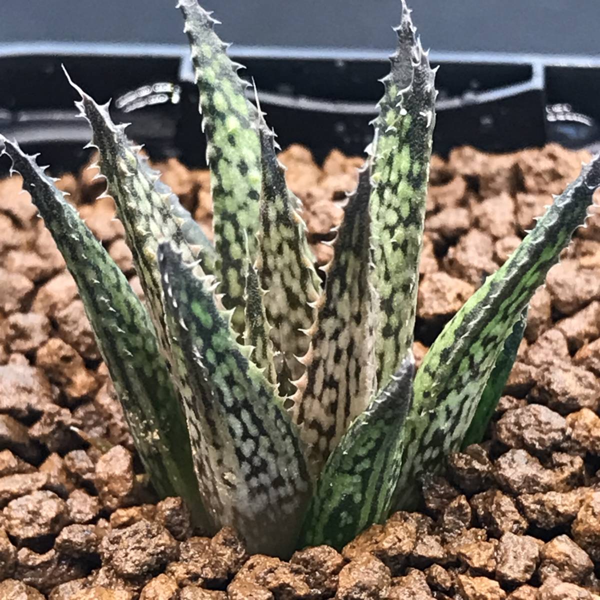 白蛇伝】葉挿し 複数発芽・発根済み ！ 2026年最新】ハオルチア 白蛇伝の