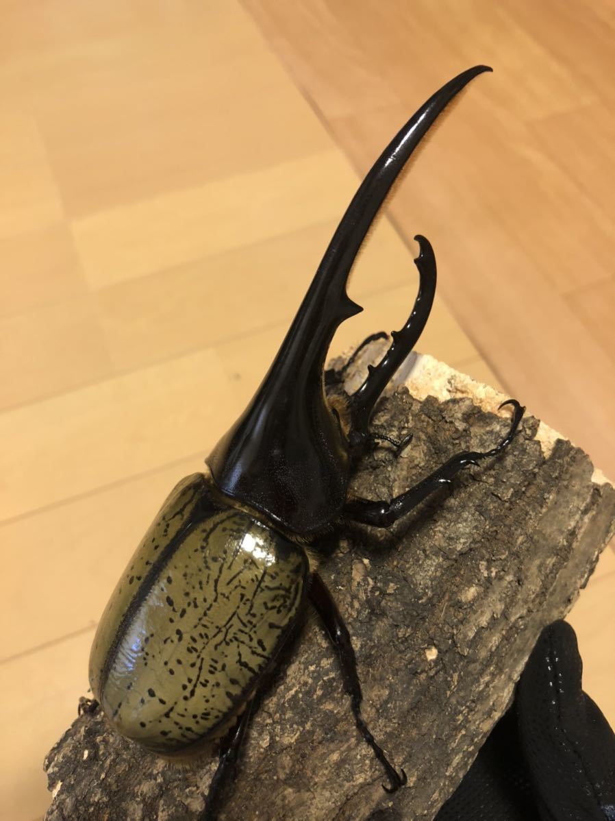 DHヘラクレス　♂♀ペア　Ⅲ