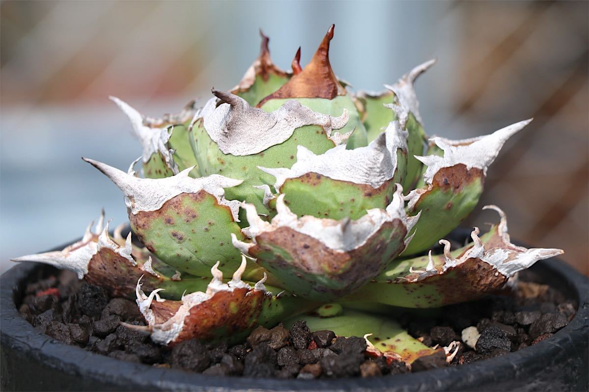 アガベ チタノタ 園芸 Yahoo!オークション AGAVE TITANOTA 清桜清櫻 