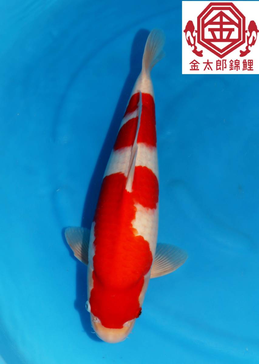  革命鯉 №３ 品評会用 ハイスッペックジャンボ当歳 阪井養魚場 当才 ４６ｃｍ 不明 生産証明書付(錦鯉)｜売買されたオークション情報、yahooの商品情報をアーカイブ公開 - オークファン 錦鯉