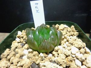 ハオルチア 花火のヤフオク の相場 価格を見る ヤフオク のハオルチア 花火のオークション売買情報は19件が掲載されています