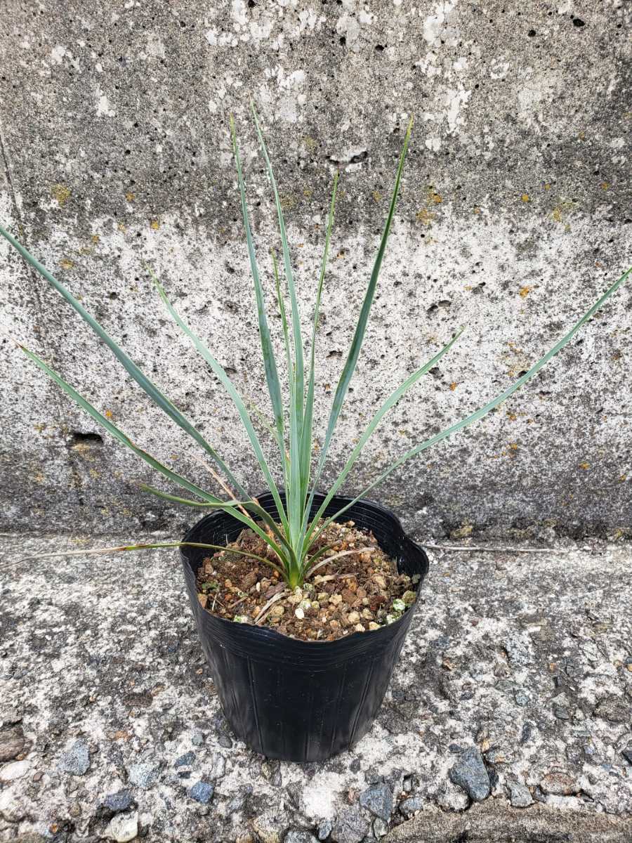 【現品】ユッカ ロストラータ　Yucca rostrata