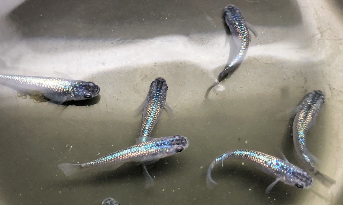 庚信メダカ 本家 サファイア メダカ の有精卵 個 A 背鰭なし めだか 売買されたオークション情報 Yahooの商品情報をアーカイブ公開 オークファン Aucfan Com