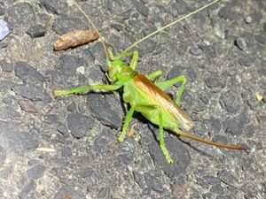 No2 リオック 成虫 オバケコロギス成虫 約78ミリ 成虫 約77ミリ 昆虫販売アリスト 1円 折扣词 打折力度 Explorenouzil Com