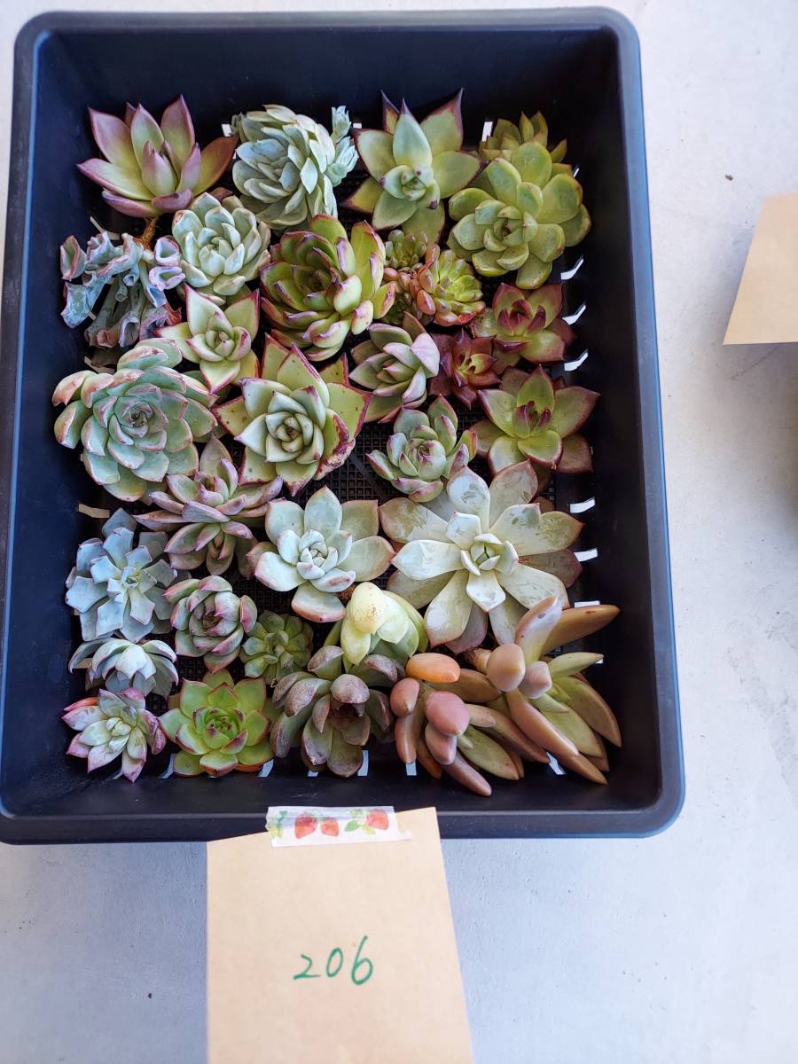 韓国多肉植物 韓国苗 エケベリア Echeveria 10 6多肉植物寄せ植えに お名前つきません 岡山在庫 7 23岡山発送 サボテン 売買されたオークション情報 Yahooの商品情報をアーカイブ公開 オークファン Aucfan Com