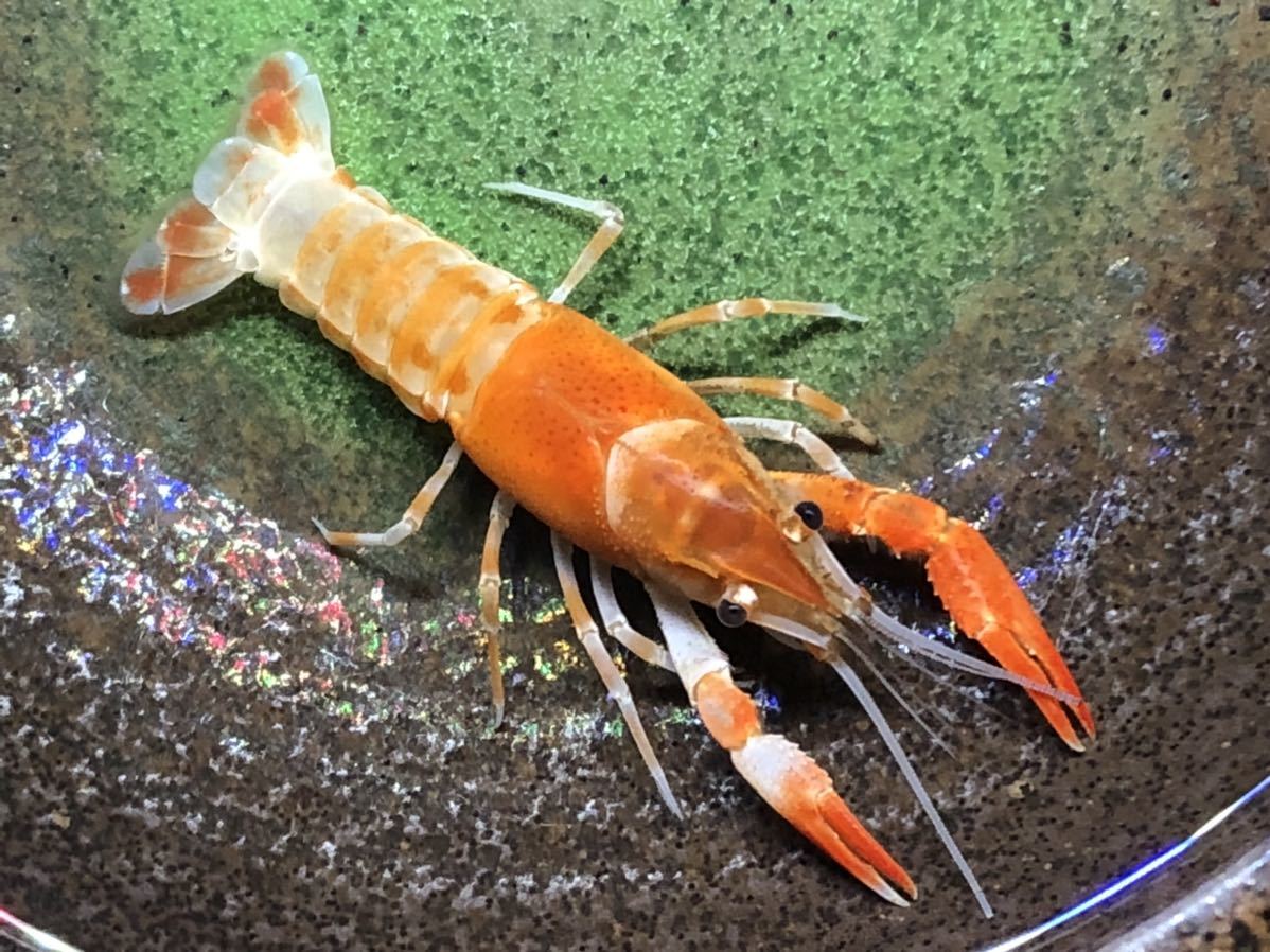 アメリカザリガニの色素変異 紅白ゴースト 写真の個体 6センチくらいオス ゆうぱっく同梱発送をおすすめ A13 甲殻類 売買されたオークション情報 Yahooの商品情報をアーカイブ公開 オークファン Aucfan Com