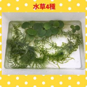 水草4種 マツモ ドワーフアマゾンフロッグピット他 浮き草類 売買されたオークション情報 Yahooの商品情報をアーカイブ公開 オークファン Aucfan Com