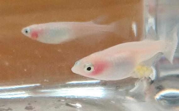 12 Medaka 有精卵 白透明鱗メダカ 紅ほっぺメダカ の有精卵 25個 A 女性に 取置 着指定不可 めだか 売買されたオークション情報 Yahooの商品情報をアーカイブ公開 オークファン Aucfan Com