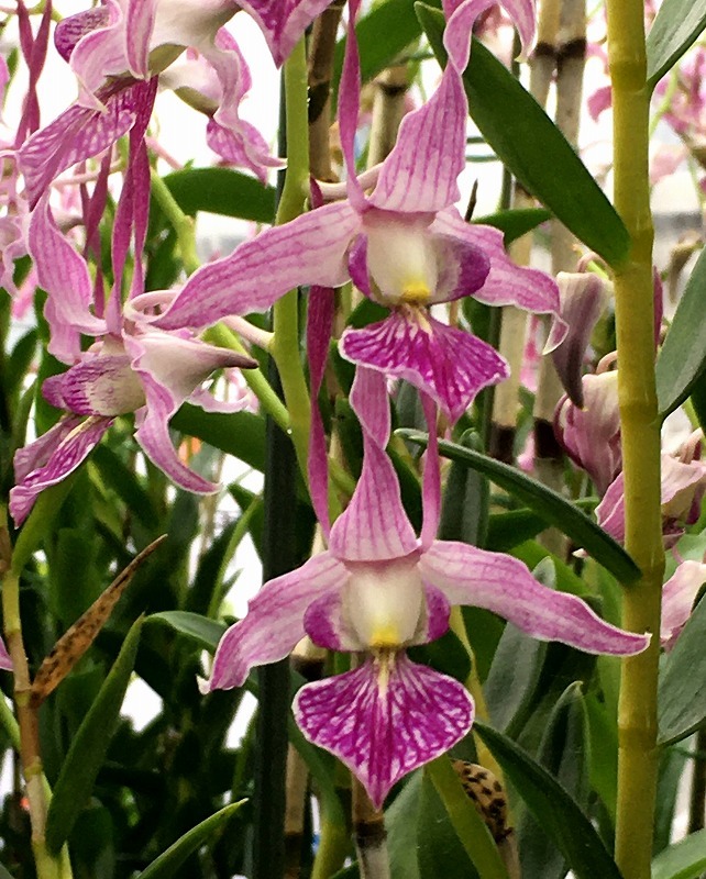 ◇◇洋蘭 原種 Den. leporinum 'Perfect Red' (OG) 極濃色の花 【公式