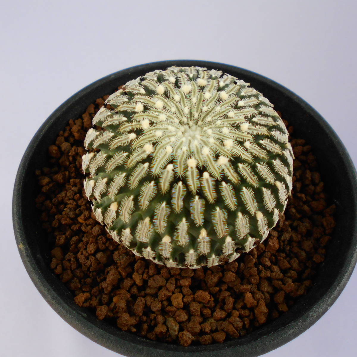 多肉植物 ハオルチア 白水晶錦 透明窓 超美品 糊斑 【公式通販】