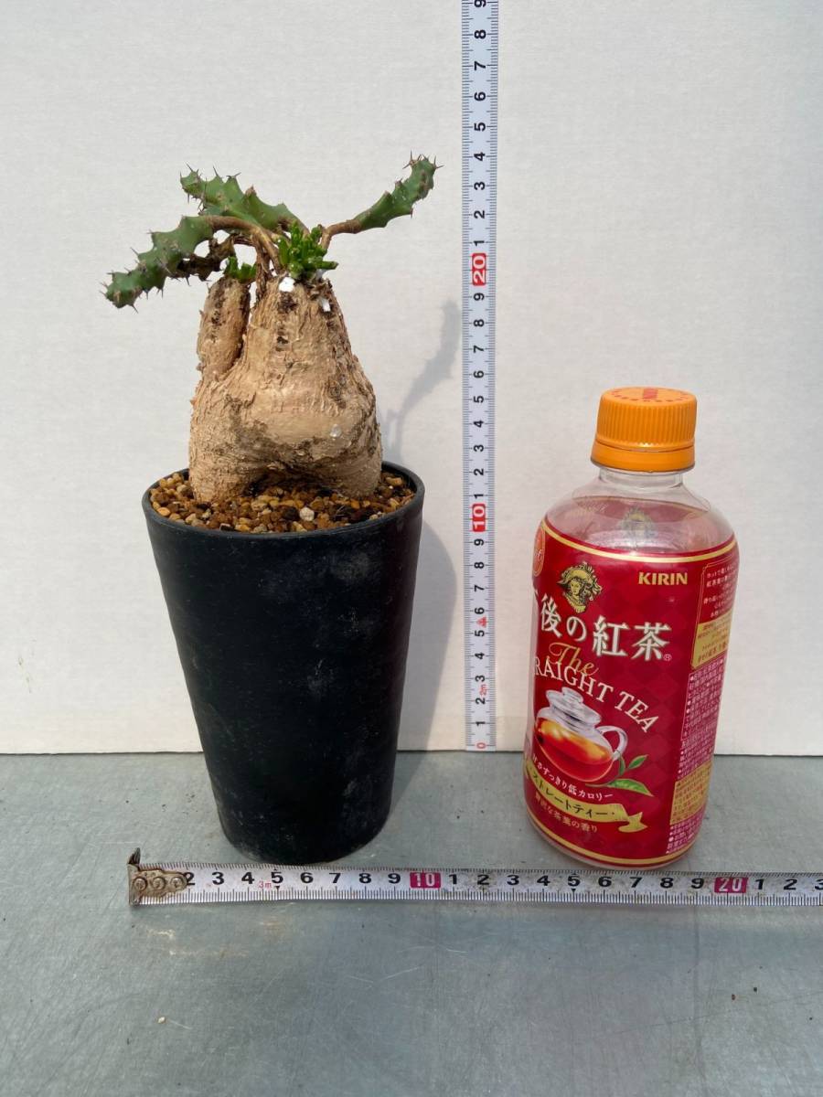 キ119 【現地株・塊根植物】ユーフォルビア スクアローサ 【コーデック
