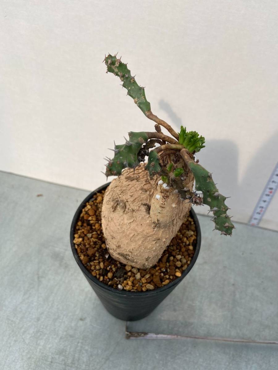 キ119 【現地株・塊根植物】ユーフォルビア スクアローサ 【コーデック