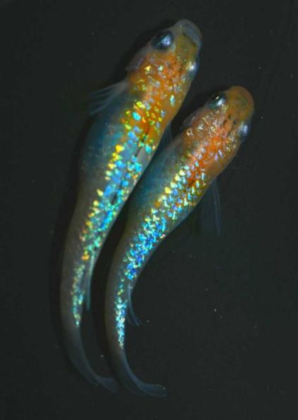 Jeeckめだか 商品 ユリシスめだかの卵30個 個 補償分10個 本家血統 めだか 売買されたオークション情報 Yahooの商品情報をアーカイブ公開 オークファン Aucfan Com