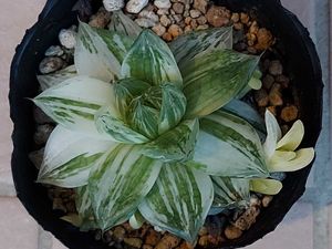 ハオルチア 宝草錦のヤフオク の相場 価格を見る ヤフオク のハオルチア 宝草錦のオークション売買情報は9件が掲載されています