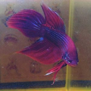 ヤフオク のベタの相場 価格を見る ヤフオク のオークションのベタ売買情報は2 526件が掲載されています