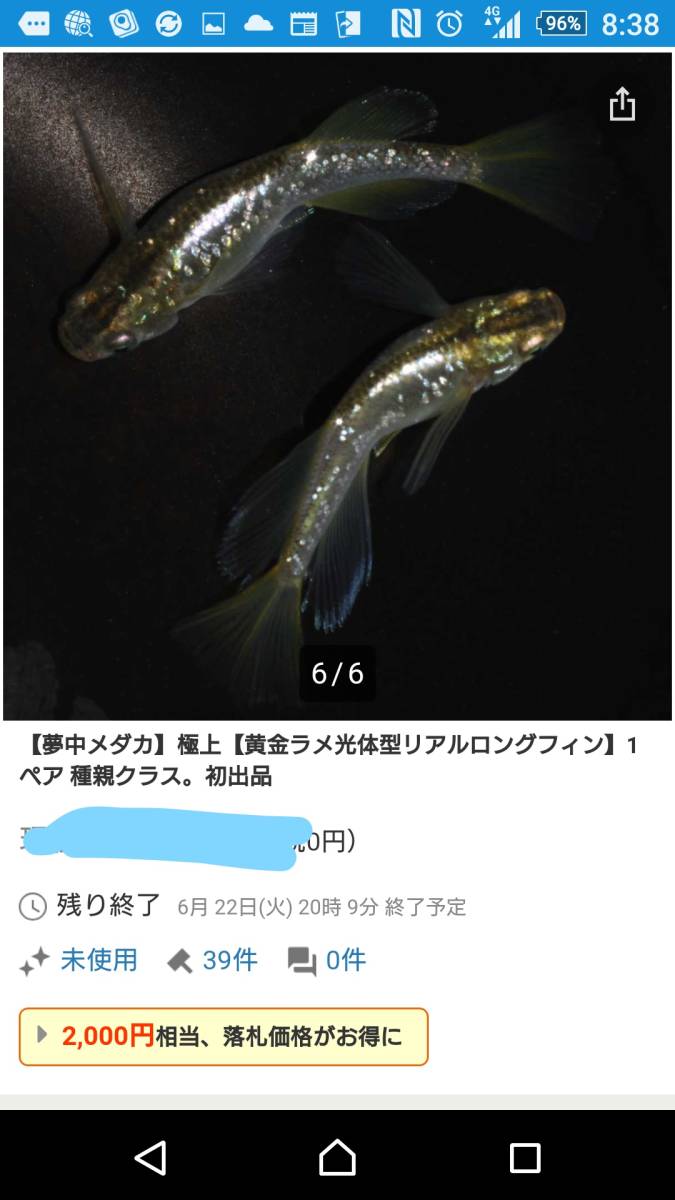 夢中メダカ様が極上 黄金ラメ光体型リアルロングフィン 1ペア として 