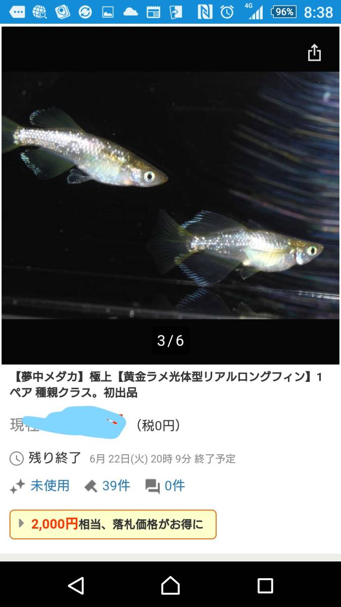夢中メダカ様が極上 黄金ラメ光体型リアルロングフィン 1ペア として 