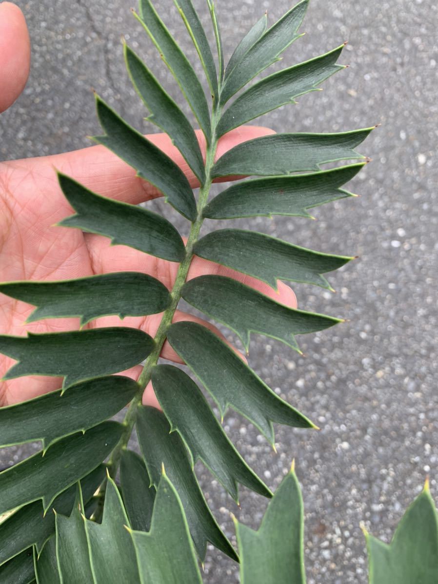 アレナリウス ， エンセファラルトス / Encephalartos arenarius ソテツ 蘇鉄