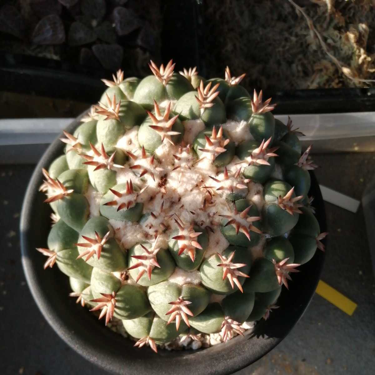 サボテン コリファンタ Coryphantha 短刺象牙丸 elephantidens | 多肉 