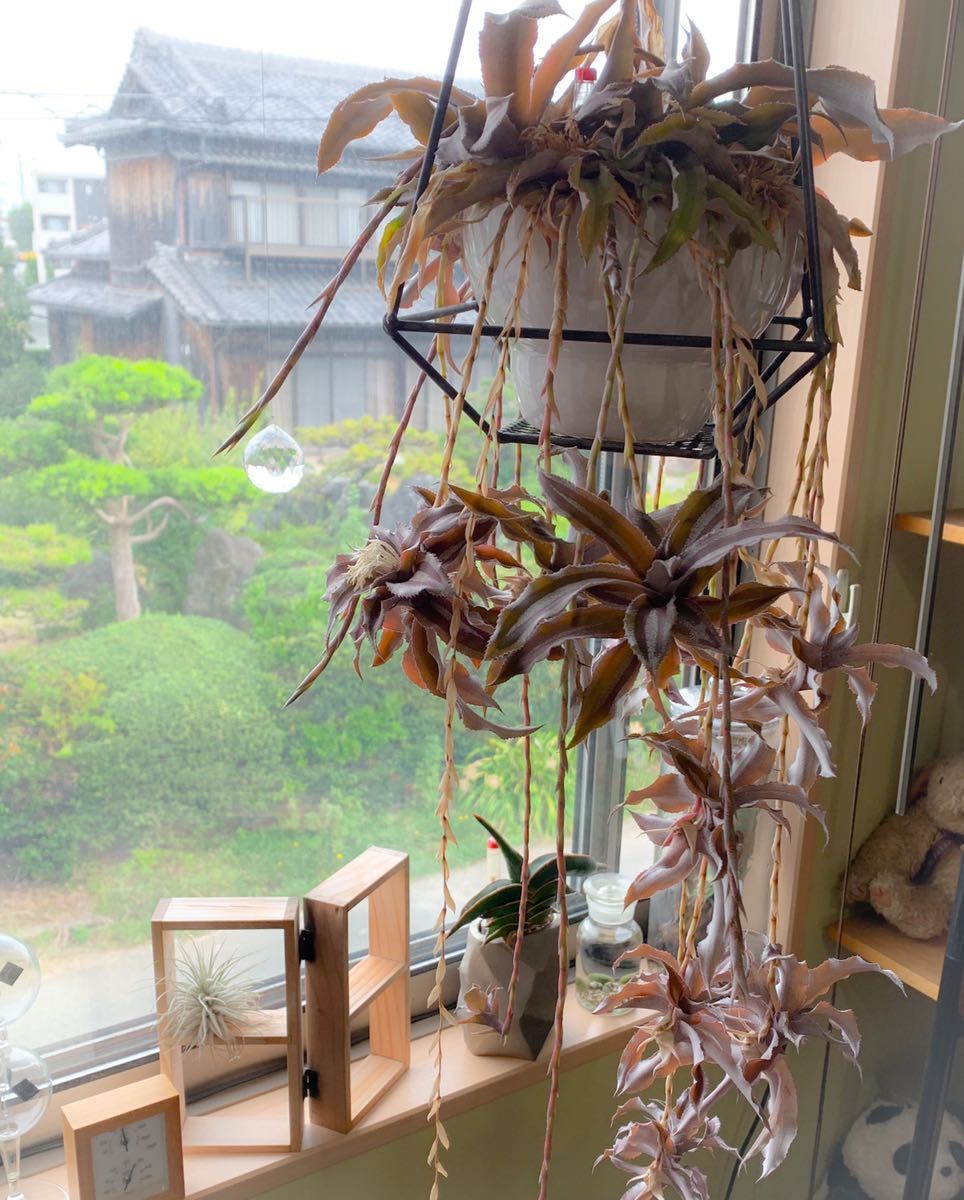 Cryptanthus ラセルダエ Menescal artPLANTs⁄PLANTS GARAGE