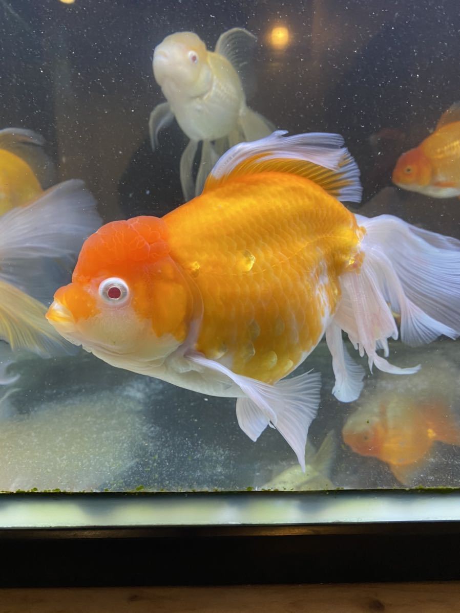 金魚やぶろぐ アルビノ東錦 蘭錦堂 錦の通販 佐々木養魚場 アルビノ 