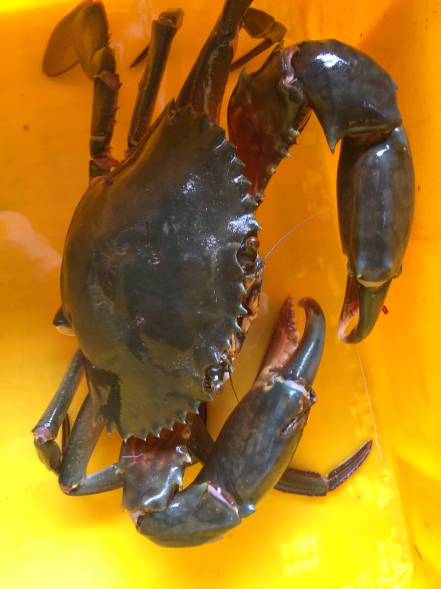 伊勢志摩産 ノコギリガザミ ドウマンガニ 食用 1匹 370g オス T004 カニ 売買されたオークション情報 Yahooの商品情報をアーカイブ公開 オークファン Aucfan Com