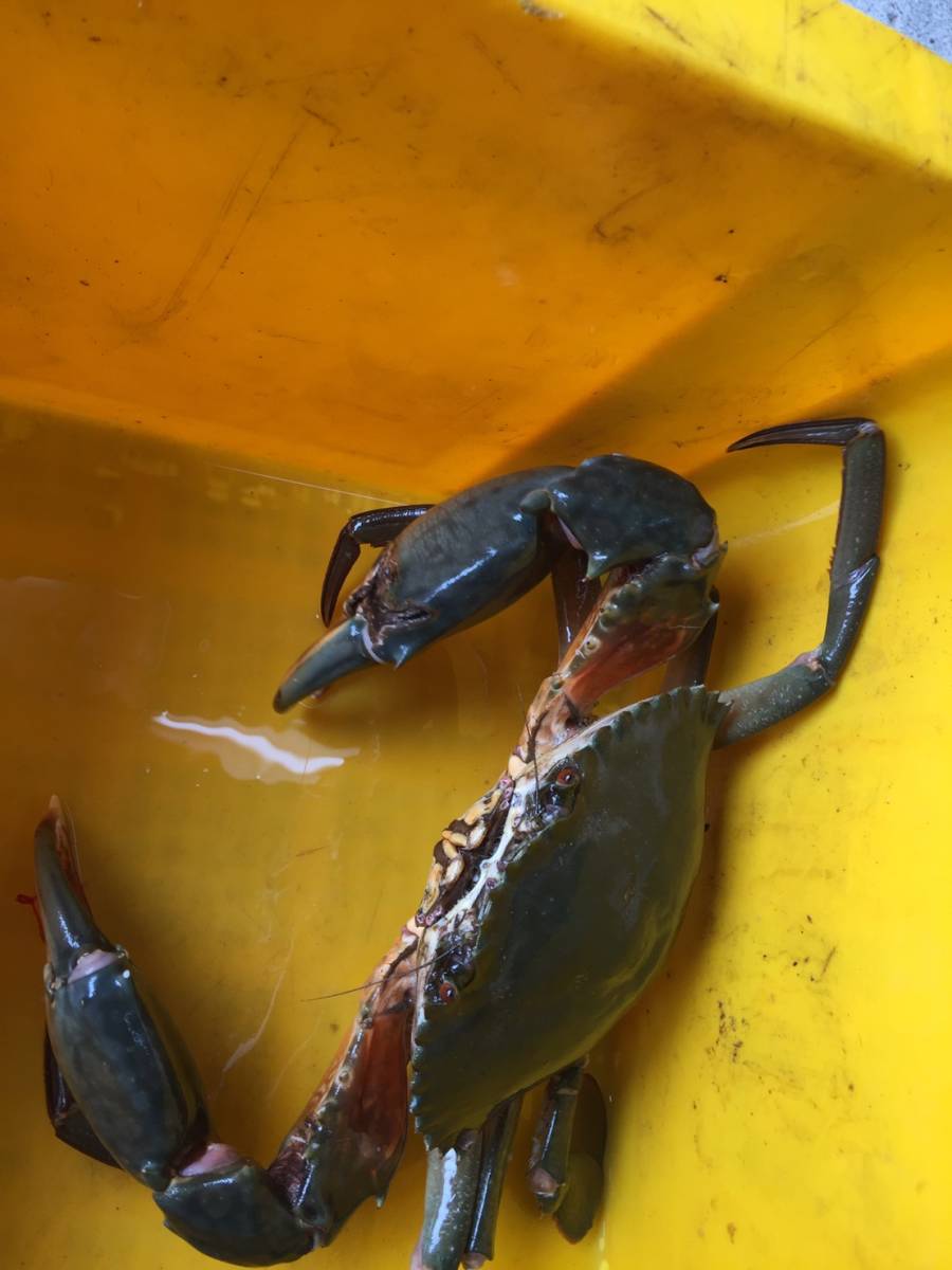 伊勢志摩産 ノコギリガザミ ドウマンガニ 食用 1匹 370g オス T004 カニ 売買されたオークション情報 Yahooの商品情報をアーカイブ公開 オークファン Aucfan Com