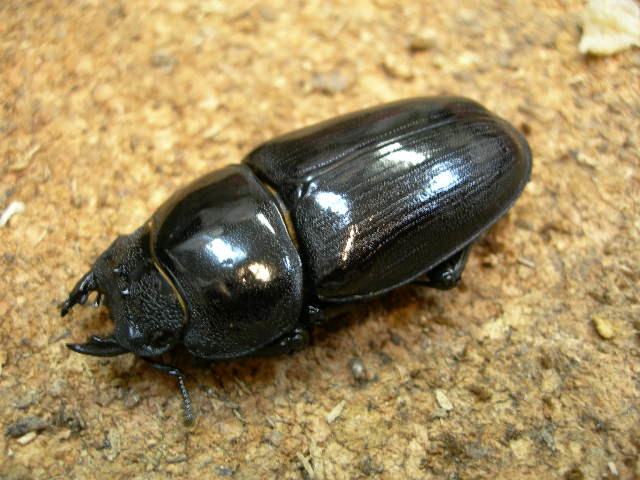 即ブリ可能！53ミリ 能勢SR血統 オオクワガタ成虫メス 7013 即ブリ可能！53