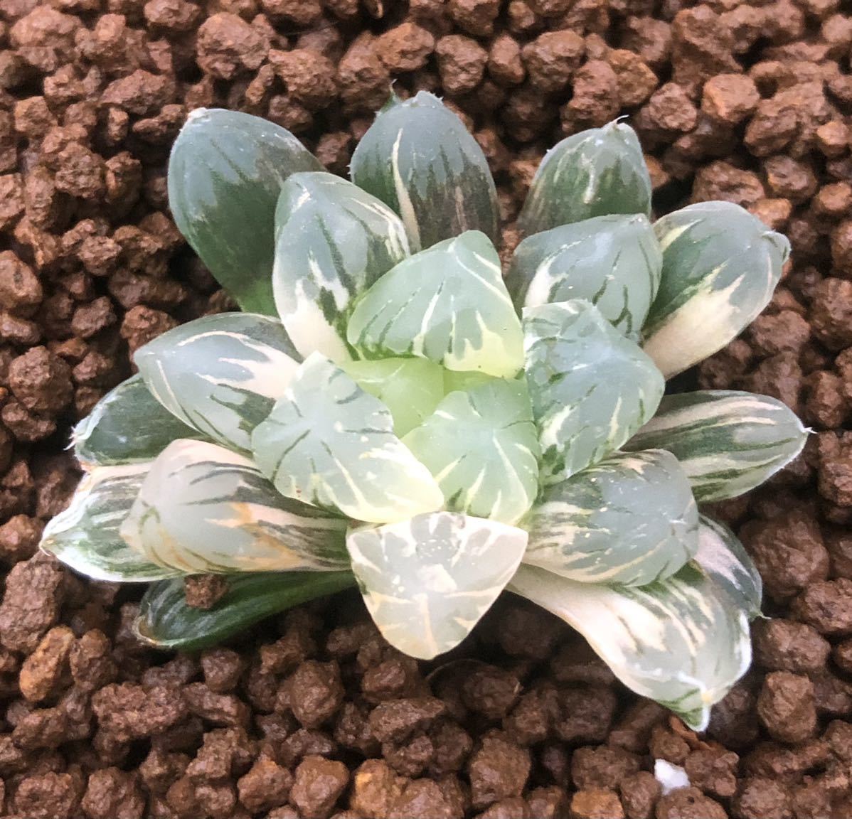 ハオルチア ≧∇≦）多肉植物 福幸 オブツーサ 選抜 オブツーサ錦 0