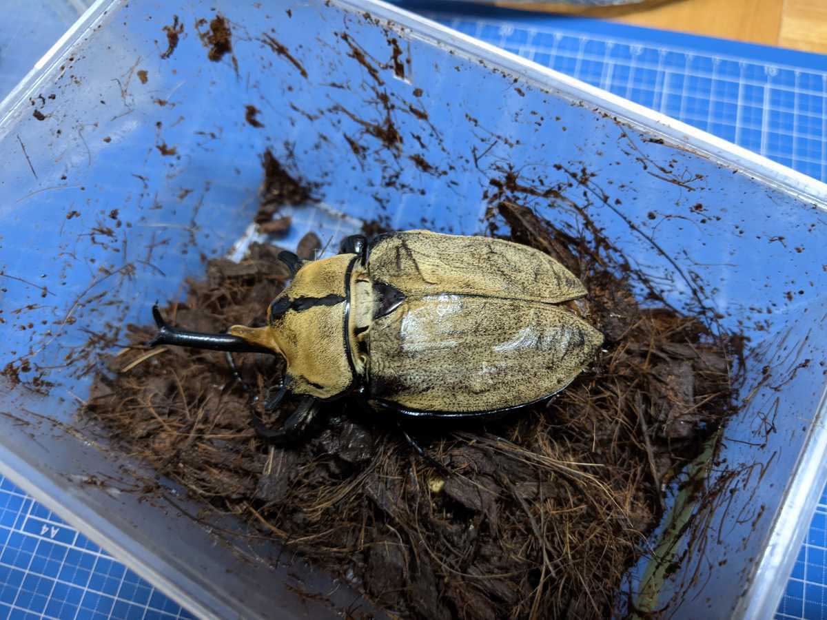 ノゲイラゾウカブト　99mmペア　♂B品