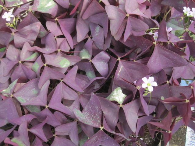 オキザリス苗 紫の舞 10 5センチポット トリアングラリス 耐寒性宿根草 球根 苗 売買されたオークション情報 Yahooの商品情報をアーカイブ公開 オークファン Aucfan Com