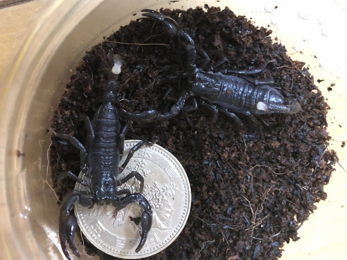 昆虫 標本 オーストラリアのヘンテコゾウムシ Acantholophus suturalis