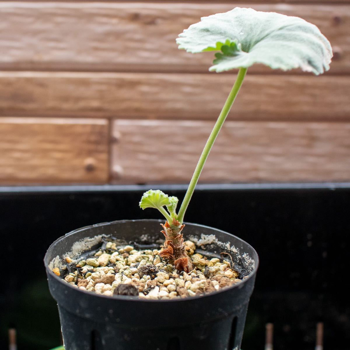 Pelargonium モンスター化した実生のペラルゴニウム すごいグリーン 